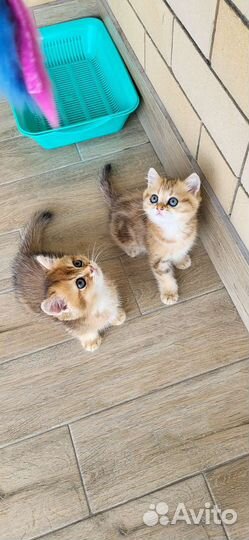 Британцы золотые шиншиллы