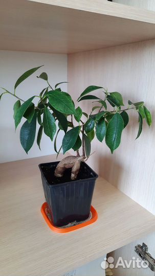 Фикус микрокарпа бонсай