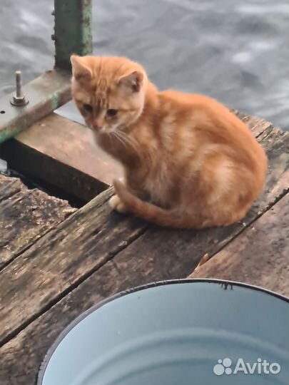 Рыжий котенок