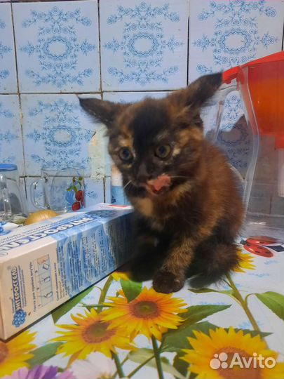 Кошка девочка в дар