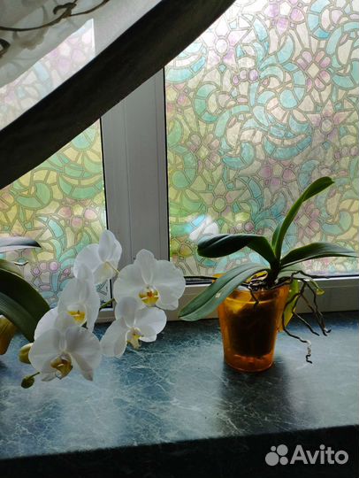Пеларгония,Хойя Белла, орхидея фаленопсис