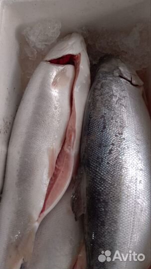Свежая рыба форель