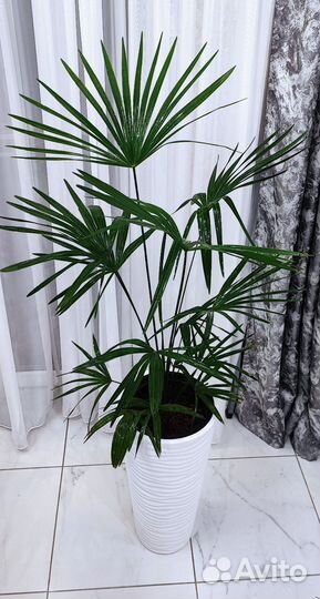 Пальма Трахикарпус Форчуна