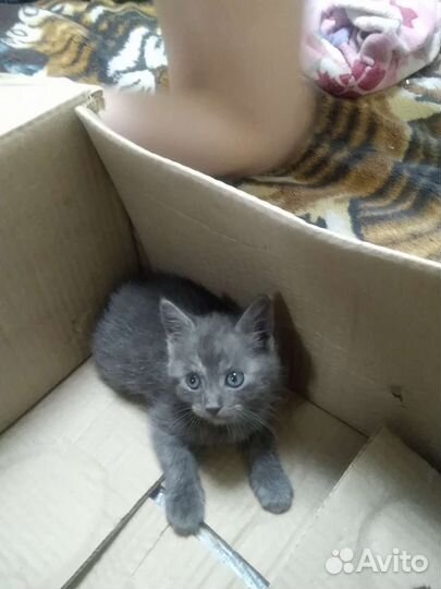 Отдам в добрые руки