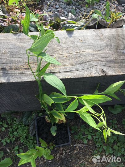 Клематис сибирский