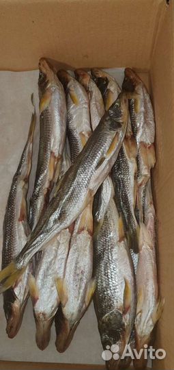 Корюшка икряная