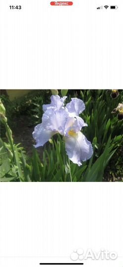 Ирис