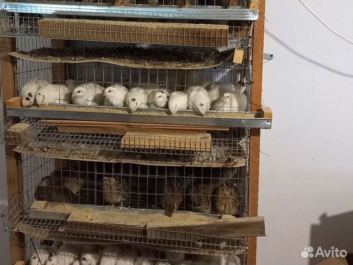 Перепела тушка или живой вес