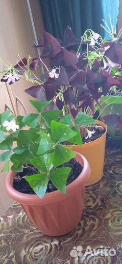 Оксалис (кислица)