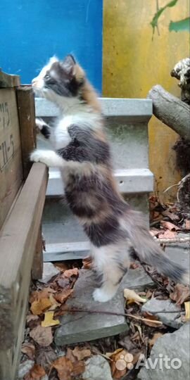 Отдам Котенка в добрые руки