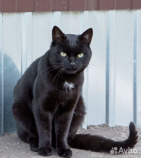 Кот Тишка ищет дом