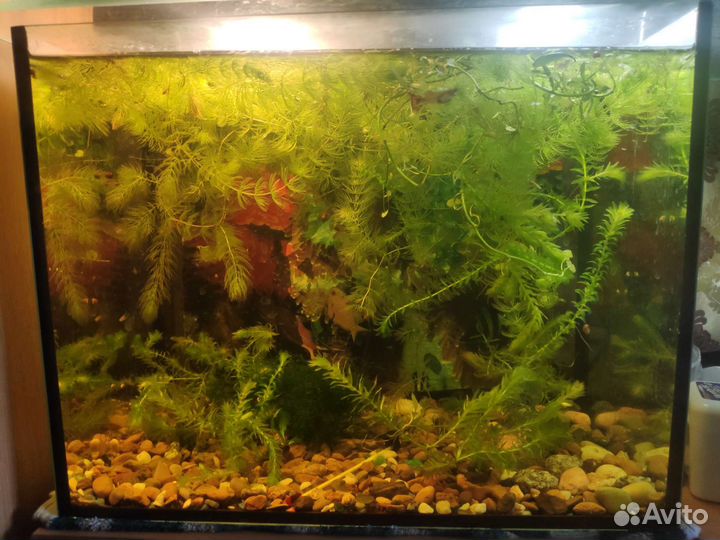 Аквариум