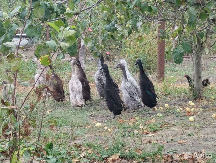 Утки индийский бегунок