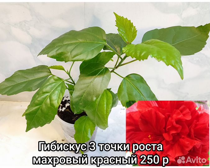 Гибискус махровый красный комнатный