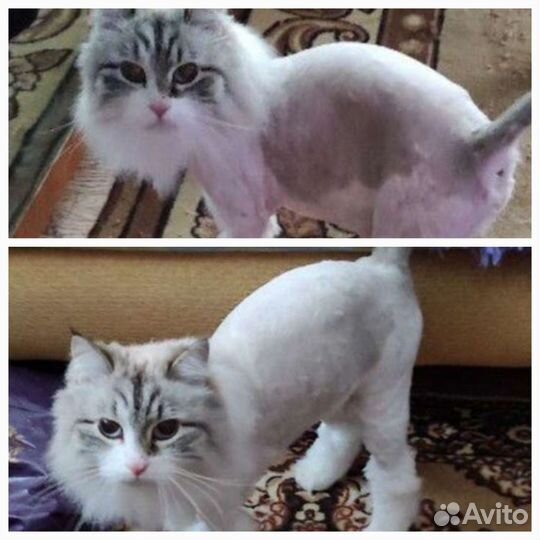 Стрижка кошек, возможно с выездом на дом