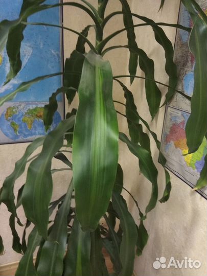 Пальма драцена