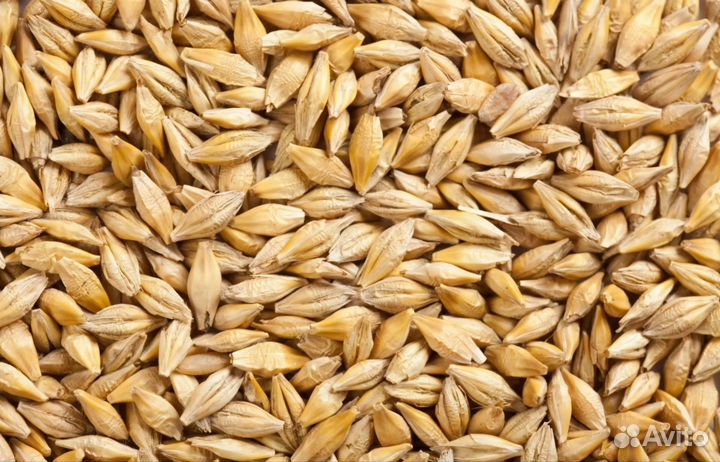 Пшеницу,ячмень, горох,пшеница, соя, сою