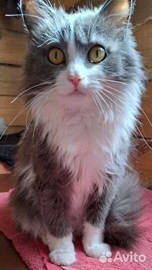 Кошка