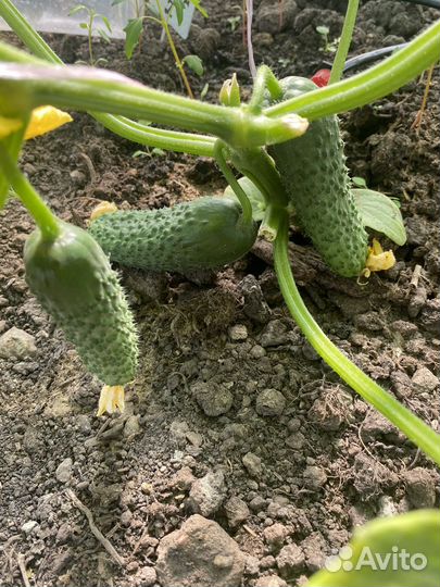 Огурцы свежие домашние