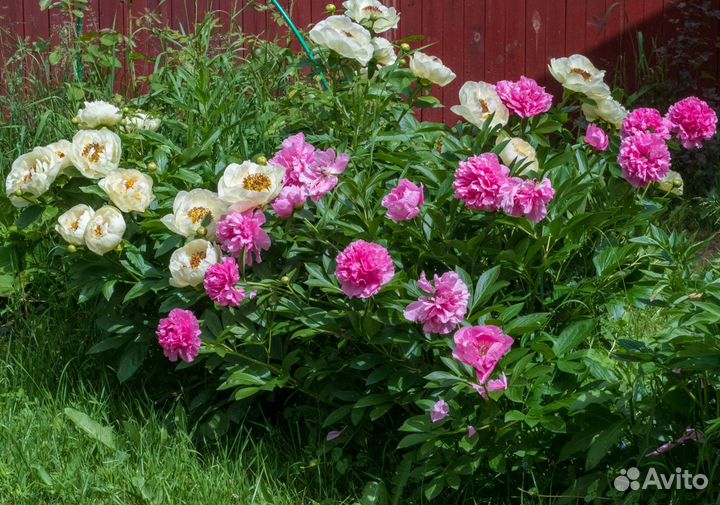 Пион кудрявый - Карнейшен Букет Carnation Bouquet