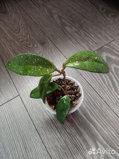 Фикус бенджамина, хойя, сциндапсус, декабрист и др