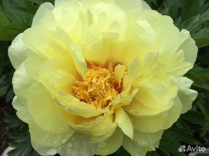 Пион Бартзелла