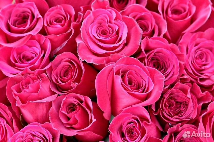 Нежные розовые розы