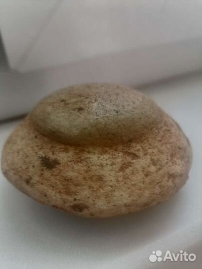 Окаменелости аммониты