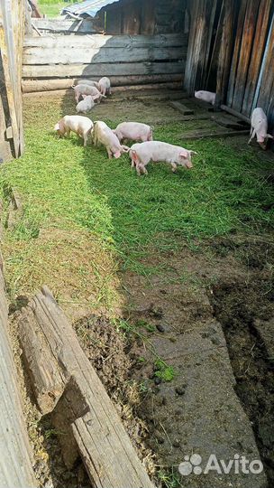 Поросята