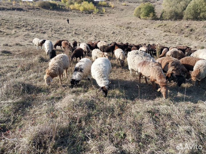 Бараны ягнят овцы