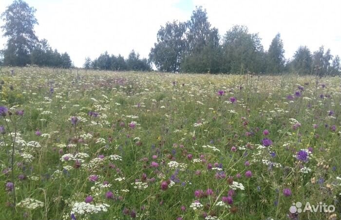 Мёд Алтайский опт