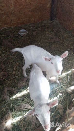 Козы козлята