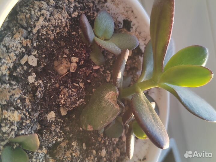 Толстянка (денежное дерево)