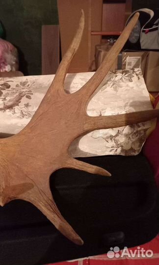 Рога лося- вешалка