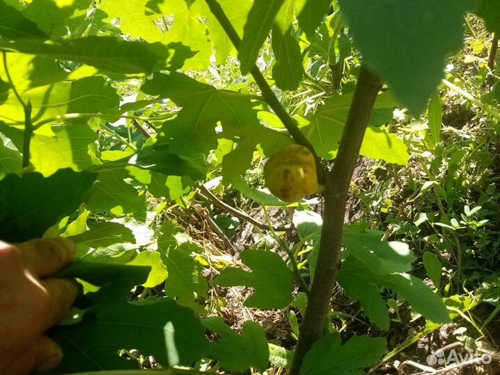 Инжир саженцы