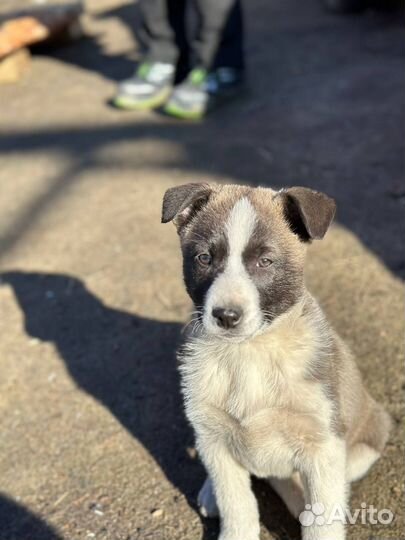 Щенок Джек для охраны