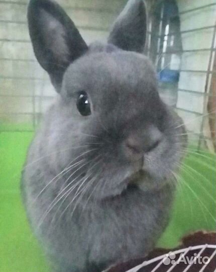 Карликовый кролик.Вязка