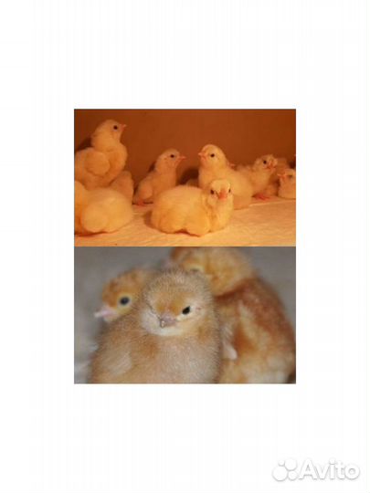 Цыплята несушки Ломан Браун