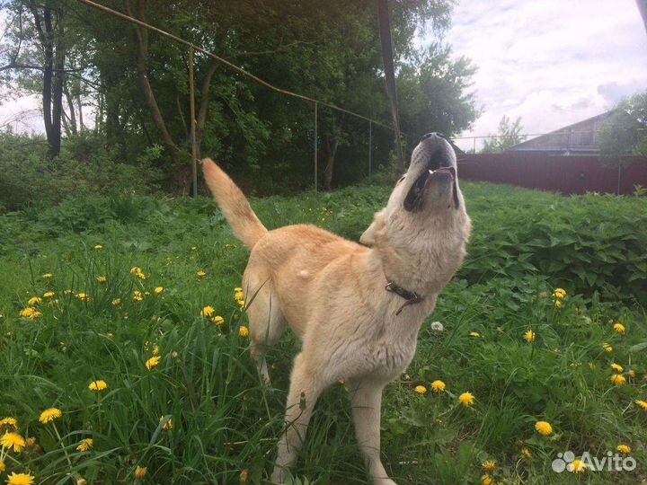 Симба в дар