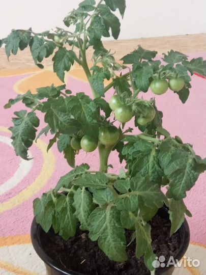 Томат сладкая ягодка