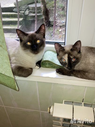Котята тайские