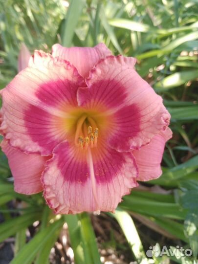 Лилейники сортовые