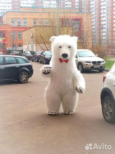 Белый мишка экспресс поздравление