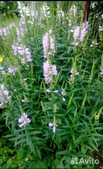 Физостегия