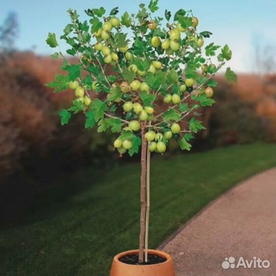 Крыжовник на штамбе