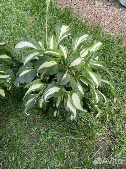 Хоста растение