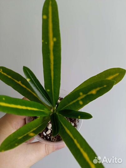 Кодиеум кротон Санни стар