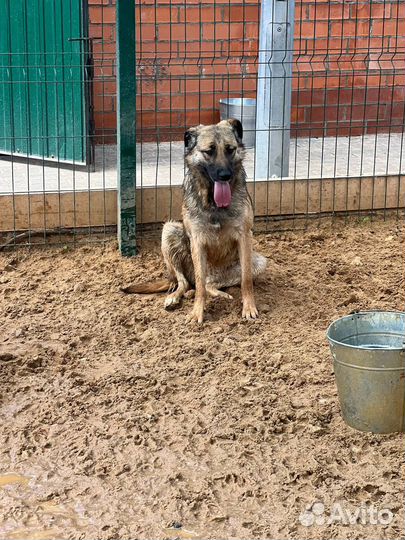 Простая собачка Эмма с огромным сердцем