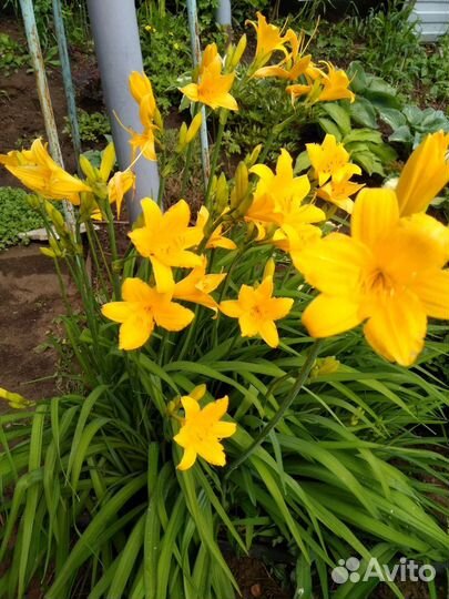 Многолетние цветы