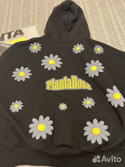 Planta rosa худи